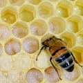 Трутневое молочко — компания «МагазинВитамин» Трутневое молочко — «МагазинВитамин»